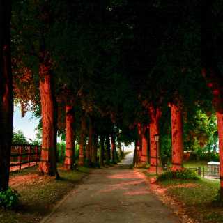 Allee im Sonnenuntergang