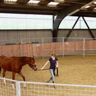 Training im Roundpen