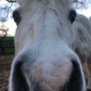 Ponyschnauze