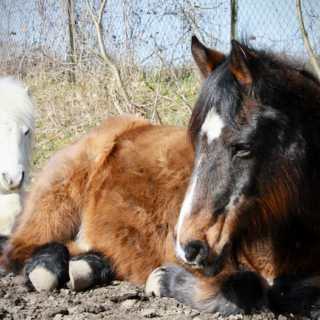 Scheidter Urgesteine