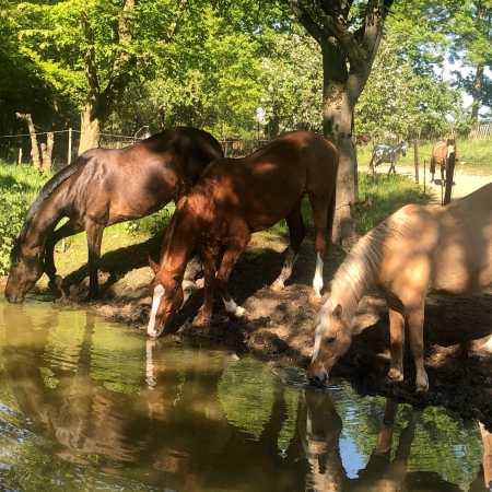 Gut-Scheidt.de | Unsere Herde Gut-Scheidt.de | Unsere Herde