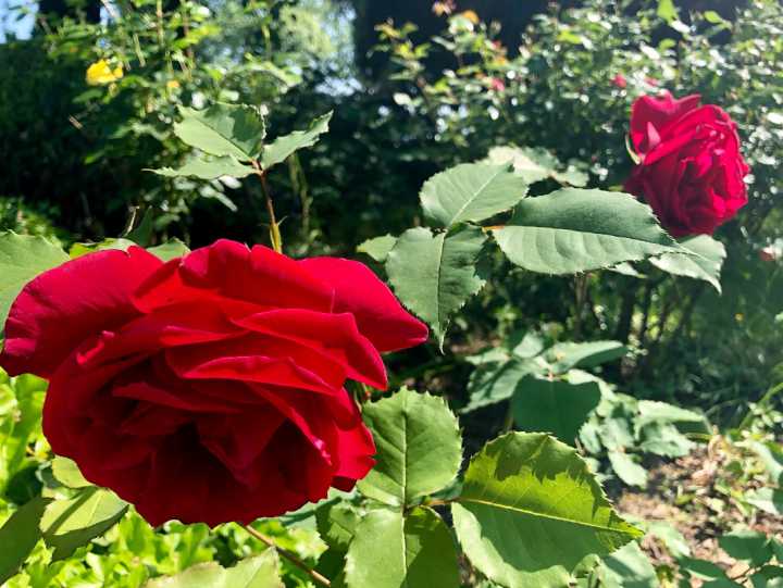 Aktuelle Nachrichten | Dünger für die Rosen